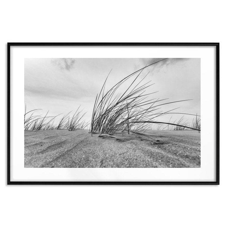 Poster Seaside reeds - black and white landscape with vegetation on sand 114916 additionalImage 15