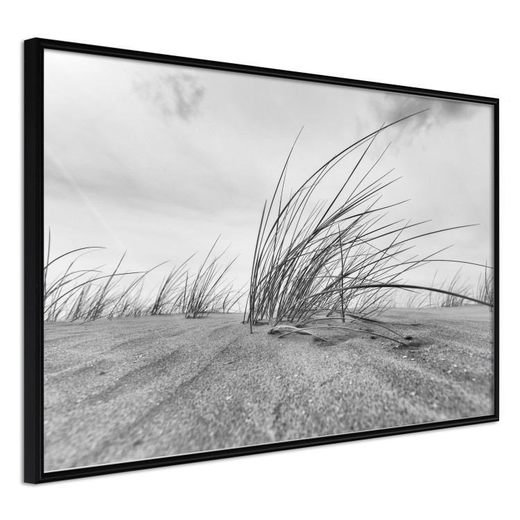 Poster Seaside reeds - black and white landscape with vegetation on sand 114916 additionalImage 10