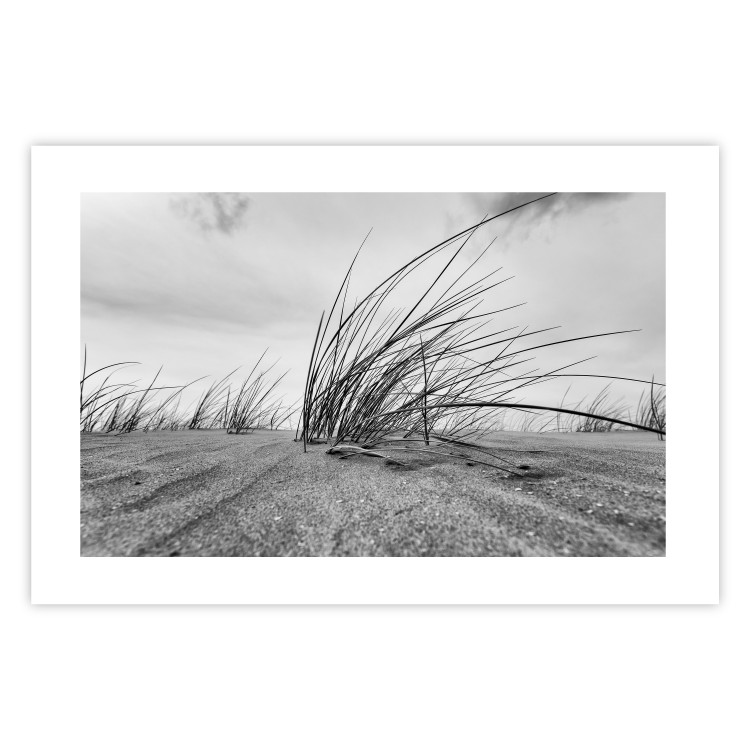 Poster Seaside reeds - black and white landscape with vegetation on sand 114916 additionalImage 19