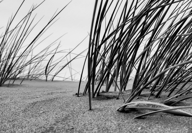 Poster Seaside reeds - black and white landscape with vegetation on sand 114916 additionalImage 9