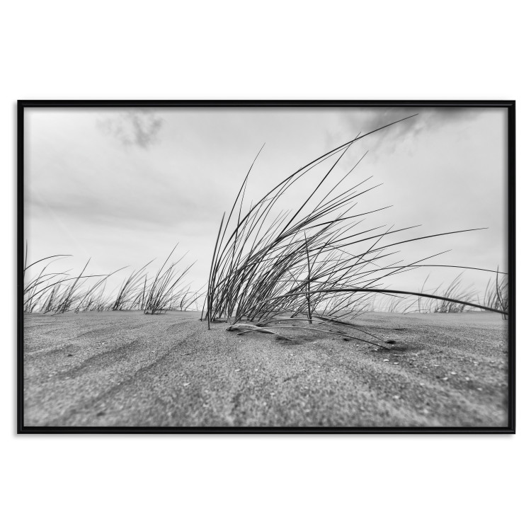 Poster Seaside reeds - black and white landscape with vegetation on sand 114916 additionalImage 18