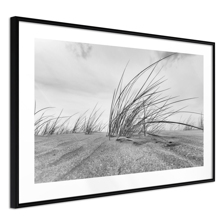 Poster Seaside reeds - black and white landscape with vegetation on sand 114916 additionalImage 11