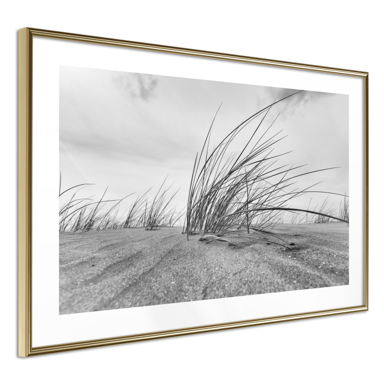 Poster Seaside reeds - black and white landscape with vegetation on sand 114916 additionalImage 6