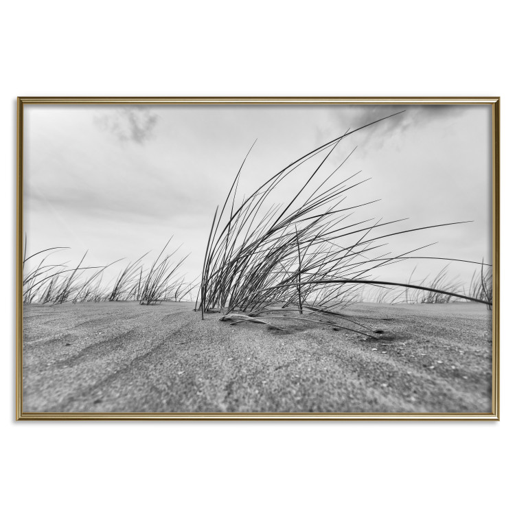 Poster Seaside reeds - black and white landscape with vegetation on sand 114916 additionalImage 16