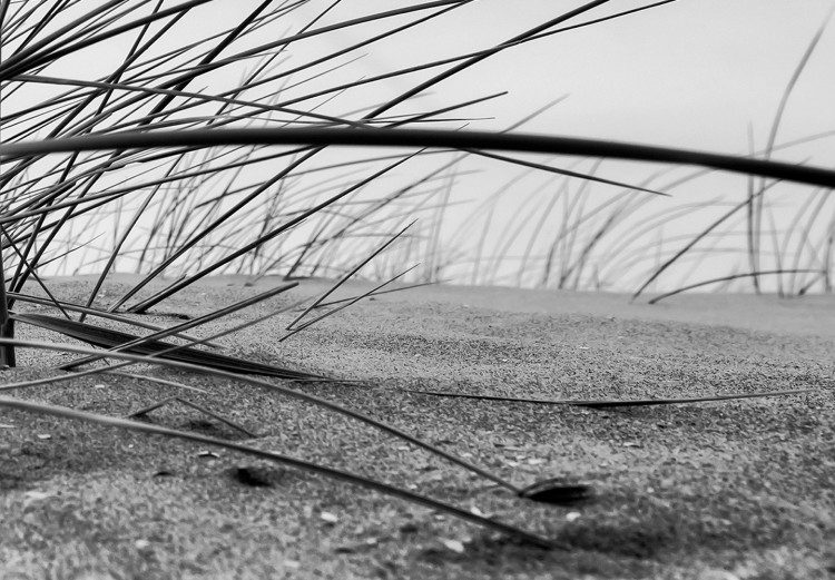 Poster Seaside reeds - black and white landscape with vegetation on sand 114916 additionalImage 8