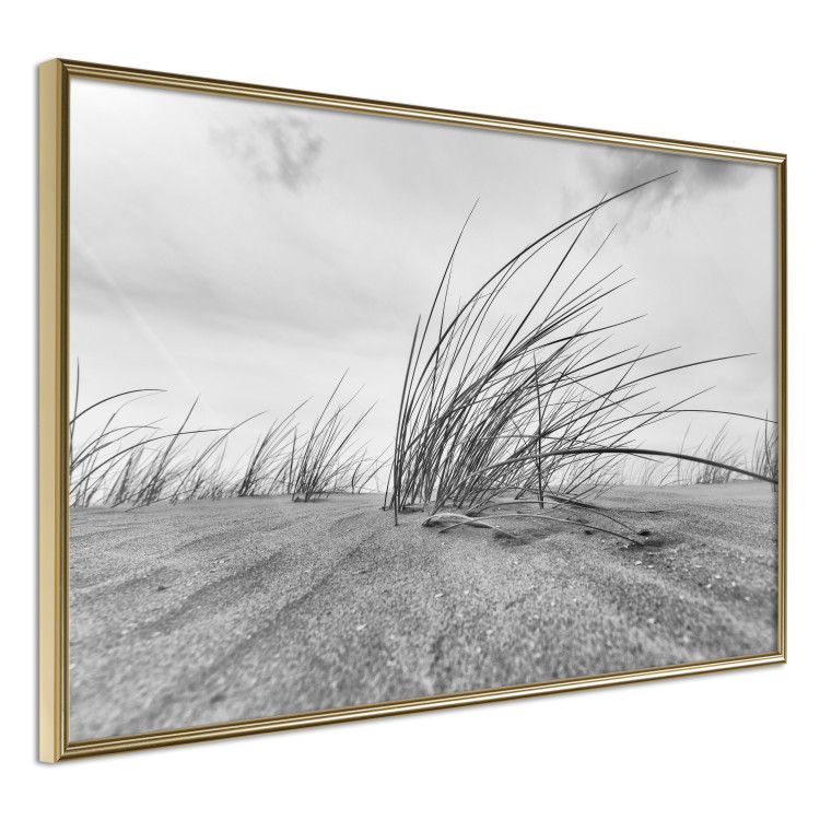 Poster Seaside reeds - black and white landscape with vegetation on sand 114916 additionalImage 12