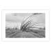 Poster Seaside reeds - black and white landscape with vegetation on sand 114916 additionalThumb 19