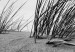 Poster Seaside reeds - black and white landscape with vegetation on sand 114916 additionalThumb 9