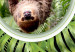 Wall Poster Sloth - brown mammal and tropical green leaves on a black background 116316 additionalThumb 8