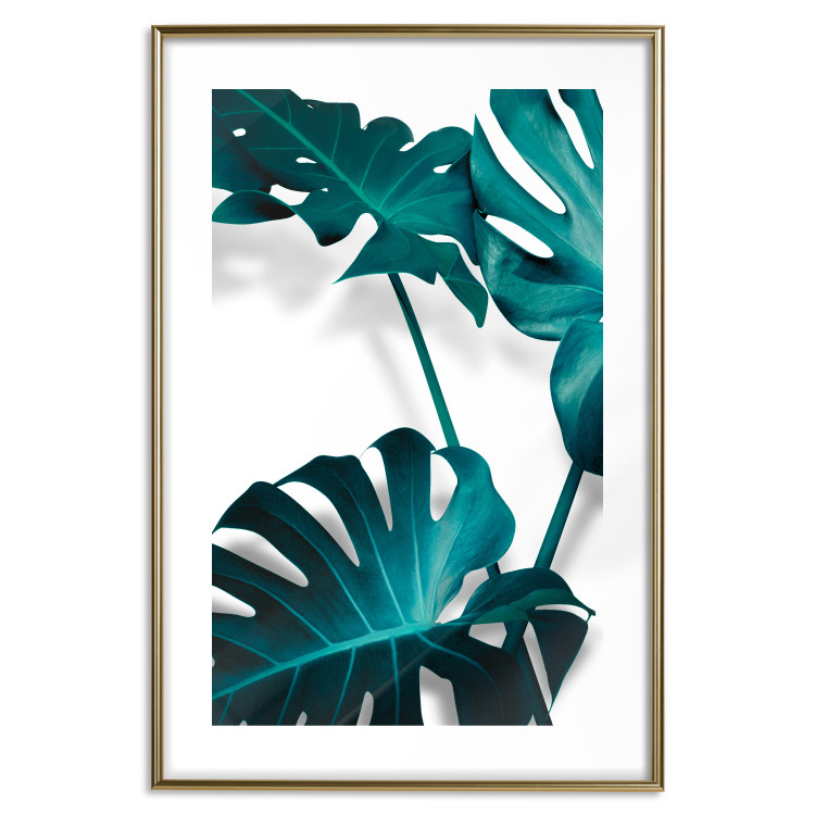Poster Emerald Nature - tropical green monstera leaves on a white background 123416 additionalImage 14