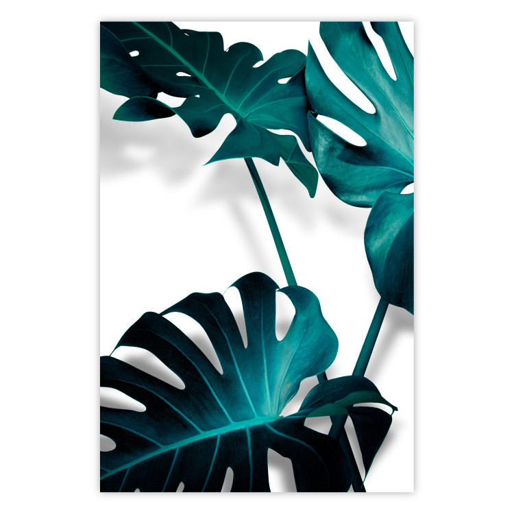 Poster Emerald Nature - tropical green monstera leaves on a white background 123416