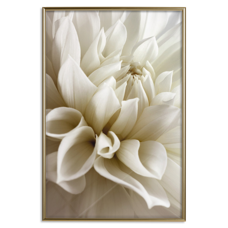 Poster Beautiful Dahlia - velvety white flowers with delicately beige petals 125716 additionalImage 16