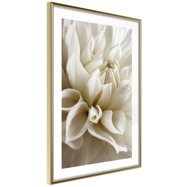Poster Beautiful Dahlia - velvety white flowers with delicately beige petals 125716 additionalImage 8
