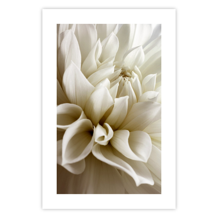 Poster Beautiful Dahlia - velvety white flowers with delicately beige petals 125716 additionalImage 25