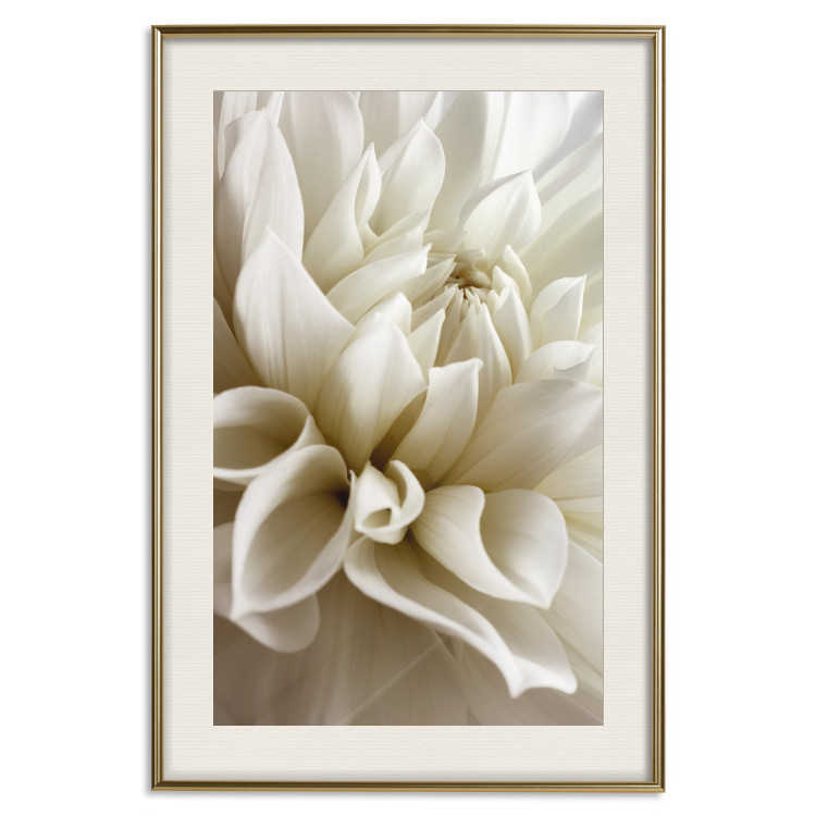 Poster Beautiful Dahlia - velvety white flowers with delicately beige petals 125716 additionalImage 19