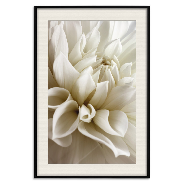 Poster Beautiful Dahlia - velvety white flowers with delicately beige petals 125716 additionalImage 18