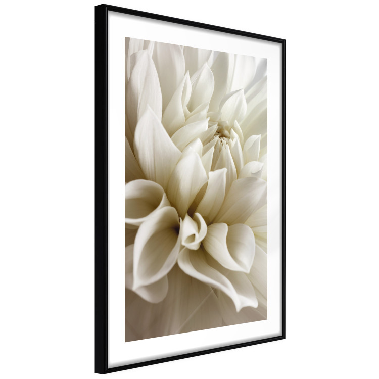 Poster Beautiful Dahlia - velvety white flowers with delicately beige petals 125716 additionalImage 13