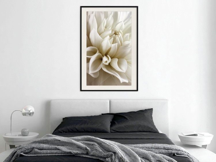 Poster Beautiful Dahlia - velvety white flowers with delicately beige petals 125716 additionalImage 22