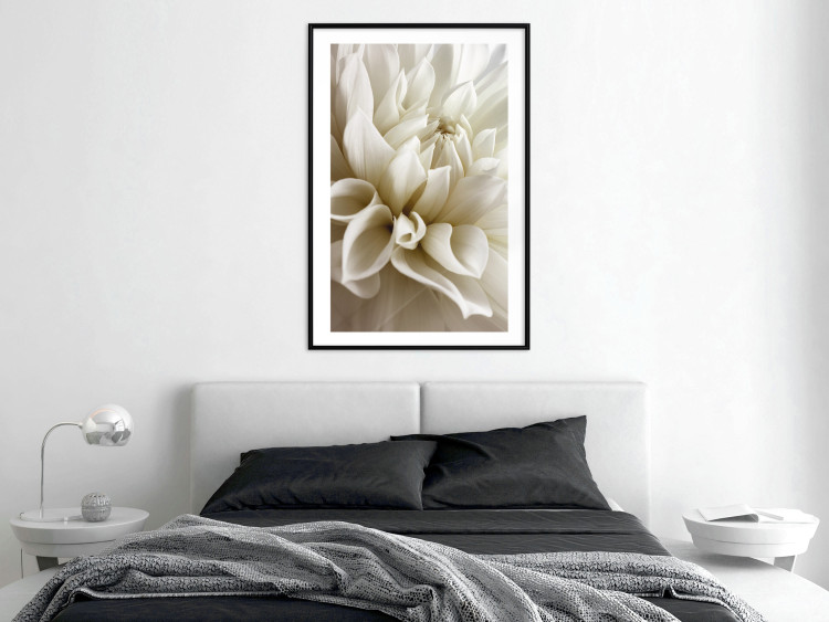 Poster Beautiful Dahlia - velvety white flowers with delicately beige petals 125716 additionalImage 6