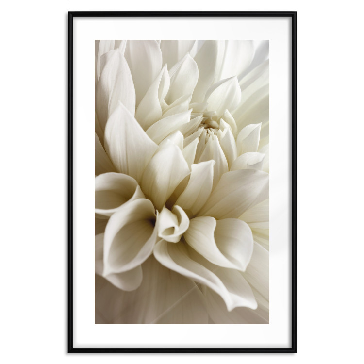 Poster Beautiful Dahlia - velvety white flowers with delicately beige petals 125716 additionalImage 15