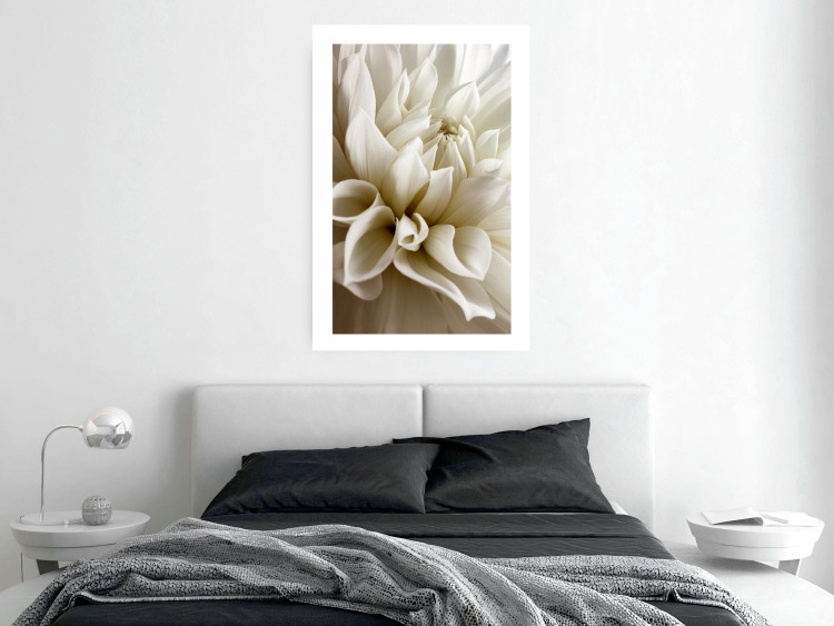 Poster Beautiful Dahlia - velvety white flowers with delicately beige petals 125716 additionalImage 2
