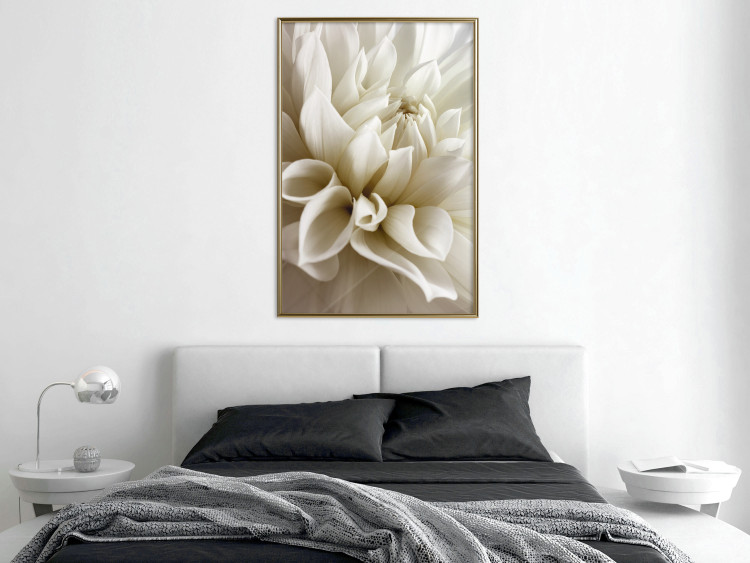 Poster Beautiful Dahlia - velvety white flowers with delicately beige petals 125716 additionalImage 7