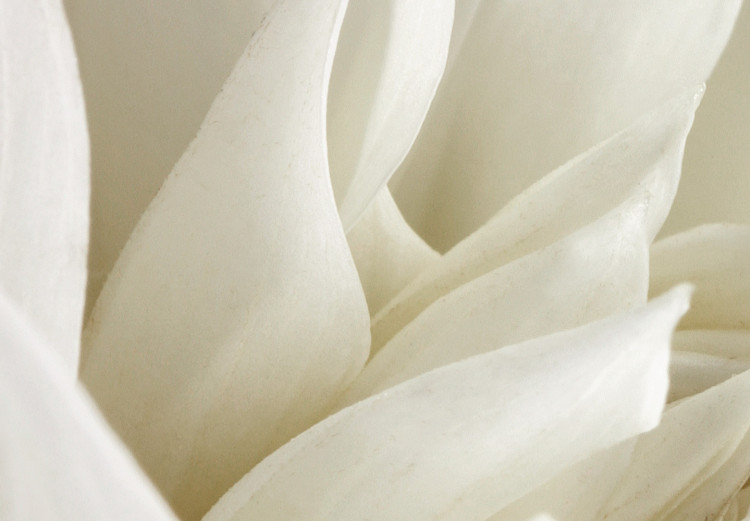 Poster Beautiful Dahlia - velvety white flowers with delicately beige petals 125716 additionalImage 9