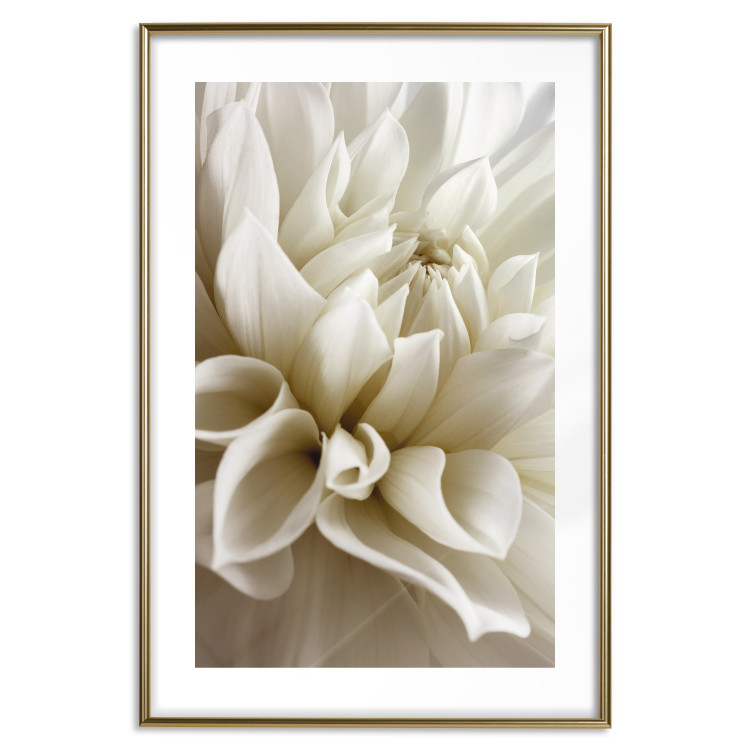 Poster Beautiful Dahlia - velvety white flowers with delicately beige petals 125716 additionalImage 16