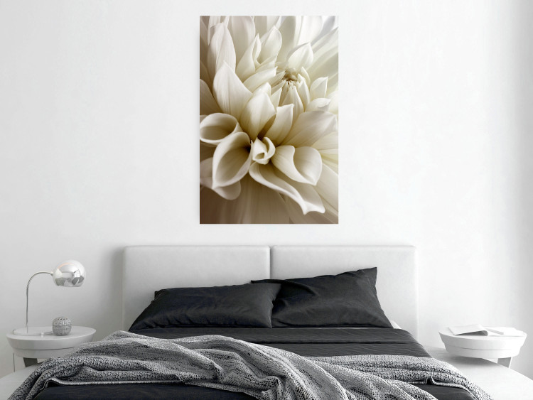 Poster Beautiful Dahlia - velvety white flowers with delicately beige petals 125716 additionalImage 23