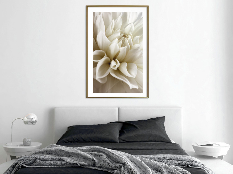 Poster Beautiful Dahlia - velvety white flowers with delicately beige petals 125716 additionalImage 13