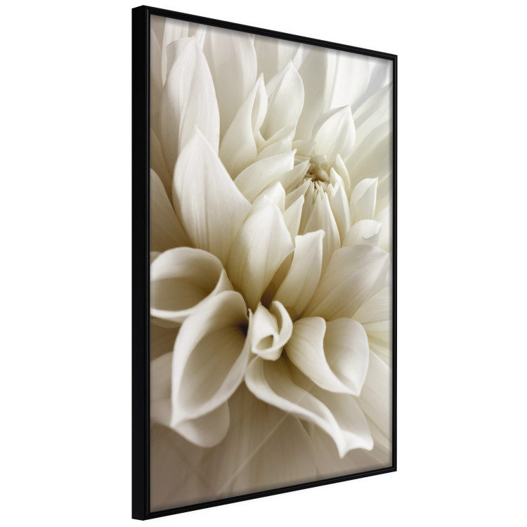 Poster Beautiful Dahlia - velvety white flowers with delicately beige petals 125716 additionalImage 10