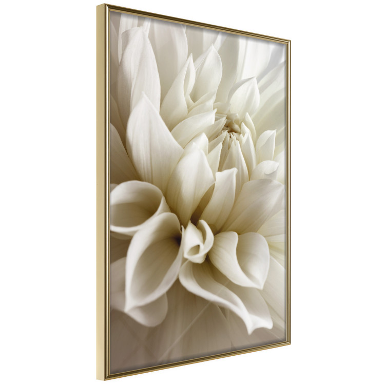 Poster Beautiful Dahlia - velvety white flowers with delicately beige petals 125716 additionalImage 14