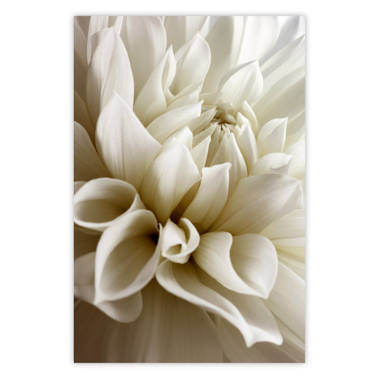 Poster Beautiful Dahlia - velvety white flowers with delicately beige petals 125716