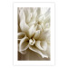 Poster Beautiful Dahlia - velvety white flowers with delicately beige petals 125716 additionalThumb 25