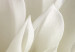 Poster Beautiful Dahlia - velvety white flowers with delicately beige petals 125716 additionalThumb 10