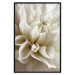 Poster Beautiful Dahlia - velvety white flowers with delicately beige petals 125716 additionalThumb 24