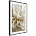 Poster Beautiful Dahlia - velvety white flowers with delicately beige petals 125716 additionalThumb 13
