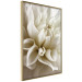 Poster Beautiful Dahlia - velvety white flowers with delicately beige petals 125716 additionalThumb 14