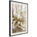 Poster Beautiful Dahlia - velvety white flowers with delicately beige petals 125716 additionalThumb 3
