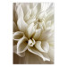 Poster Beautiful Dahlia - velvety white flowers with delicately beige petals 125716