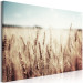 Canvas Print Golden Field (1 Part) Wide 129816 additionalThumb 2