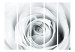 Room Divider Screen Rosy Riddle II (5-piece) - composition with a white rose 133116 additionalThumb 3