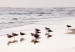 Wall Poster Autumn Beach - seascape of a beach and ducks against a bright sky 137916 additionalThumb 7