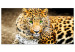 Large canvas print Tiger Gaze II [Large Format] 150716