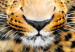 Large canvas print Tiger Gaze II [Large Format] 150716 additionalThumb 3