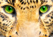 Large canvas print Tiger Gaze II [Large Format] 150716 additionalThumb 4