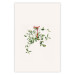 Poster Christmas Mistletoe - Illustration of a Branch Tied With a Red Ribbon 151716