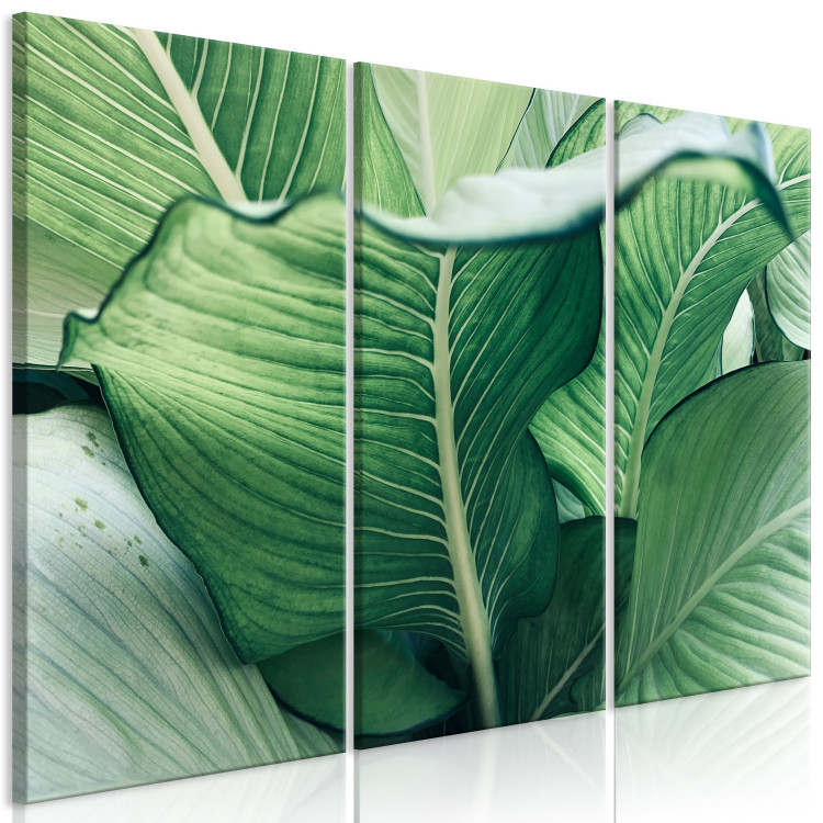 Canvas Print Close to Nature - Large Leaves in Juicy Shades of Green 151816 additionalImage 2