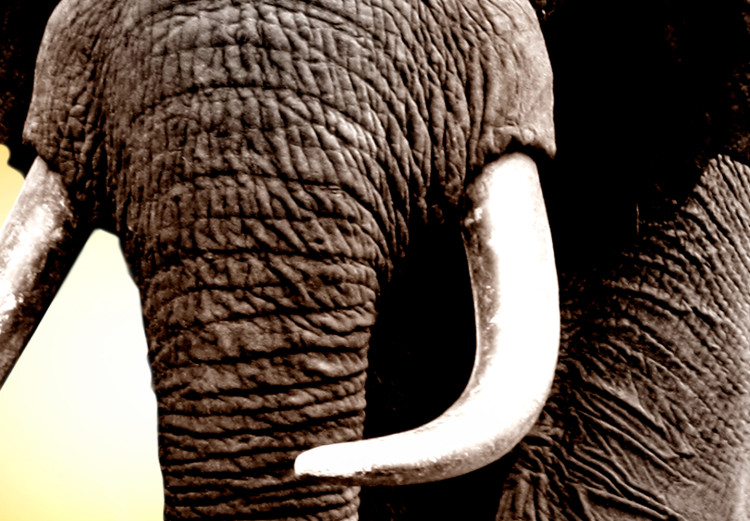Canvas Print Elephant at Sunset (5-piece) - Journey Through Wild Africa 98616 additionalImage 5