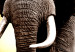 Canvas Print Elephant at Sunset (5-piece) - Journey Through Wild Africa 98616 additionalThumb 5